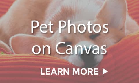 Canvas Press - 2